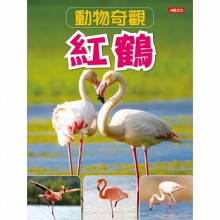 動物奇觀：紅鶴