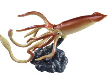 #O AL-33大王烏賊